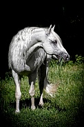 Andalusian Horse--Beauty Takes A Break