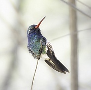 Male Broad-billed Hummingbird perched on a small branch