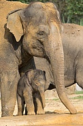 Asian Elelphant and young