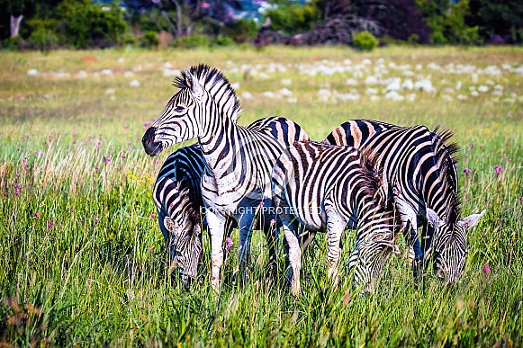 Zebra Zebra
