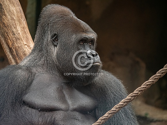 Western Plains Gorilla Western Plains Gorilla