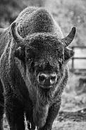 Bison Portrait in Black and White