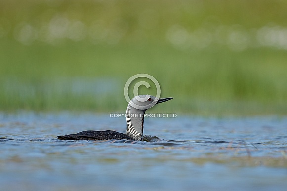 The red-throated loon (North America) or red-throated diver (Britain and Ireland)