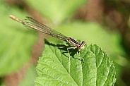 Female White-legged Damselfly (Platycnemis pennipes)