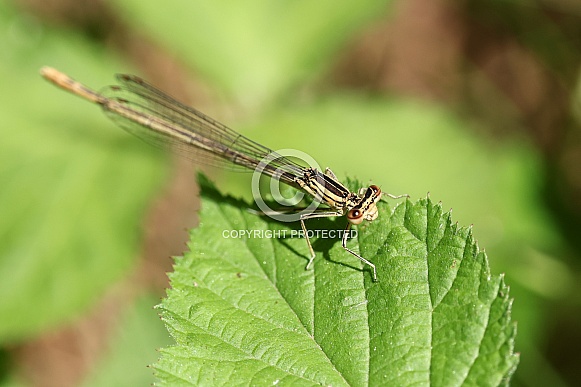Female White-legged Damselfly (Platycnemis pennipes)