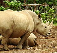 White Rhino