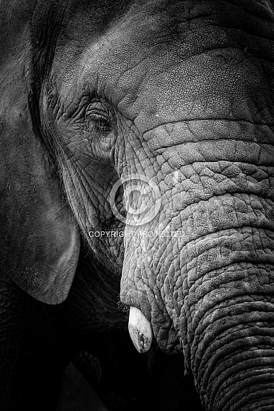 African Elephant