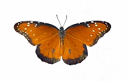 Adult queen butterfly - Danaus gilippus - orange, black stripes and white dots or spots. Top dorsal view with copy space isolated on white background
