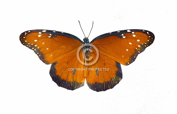 Adult queen butterfly - Danaus gilippus - orange, black stripes and white dots or spots. Top dorsal view with copy space isolated on white background