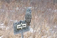 Great Grey Owl (Strix nebulosa)