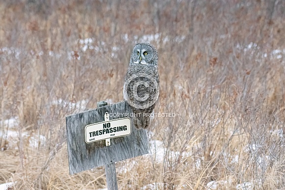 Great Grey Owl (Strix nebulosa)