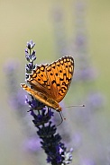 Fritillary Butterfly On Lavender