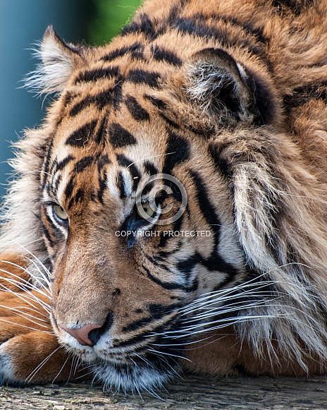 tiger