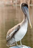 Brown Pelican