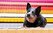 Australian Cattle Dog posed with colorful bricks