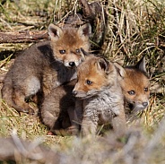 Red Fox Cubs