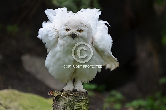 Snowy owl Snowy owl