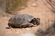 Mojave Desert Tortoise, Gopherus agassizii