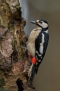 Great Spotted Woodpecker
