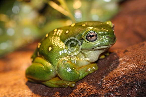 Magnificent Green Frog