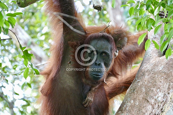Orangutan
