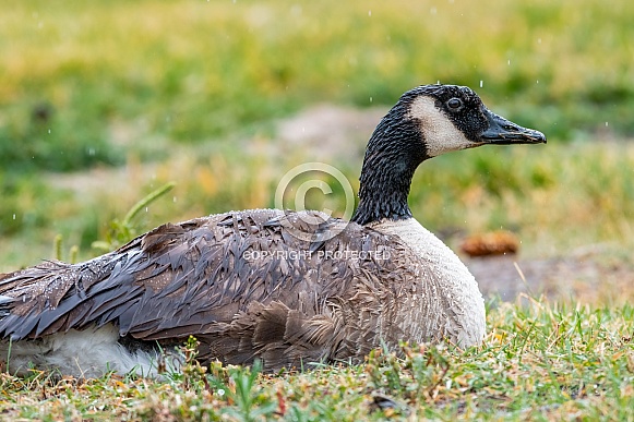 Canada Goose Canada Goose