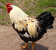 Rooster Profile