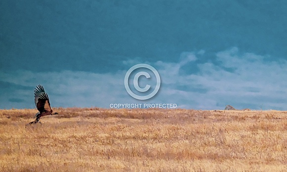 African White Backed Vulture Touches Down In Ngorongoro Crater African White Backed Vulture Touches Down In Ngorongoro Crater