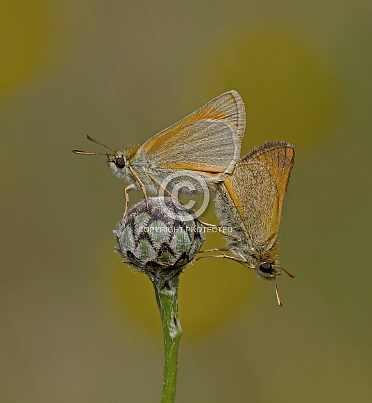 Small Skipper Small Skipper