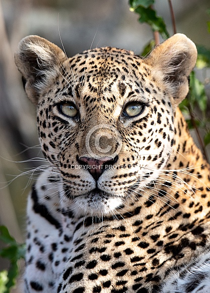 Leopard