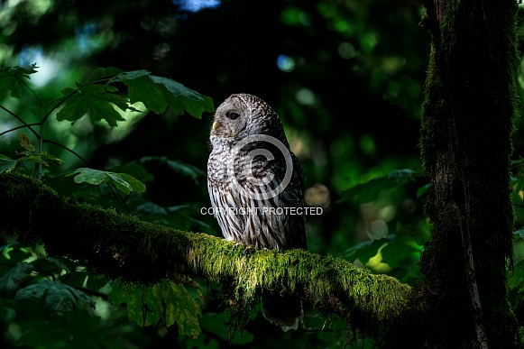Barred Owl