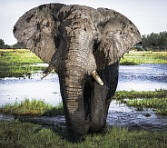 African Elephant