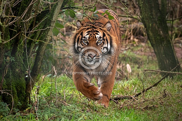 Sumatran Tiger Stalking Full Body Towards Camera Sumatran Tiger Stalking Full Body Towards Camera