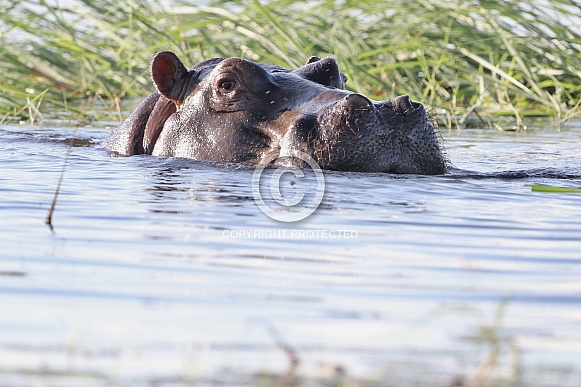 Hippopotamus