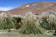 Pampas Grass - Atacama Desert - Chile