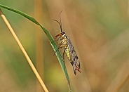 Scorpion Fly