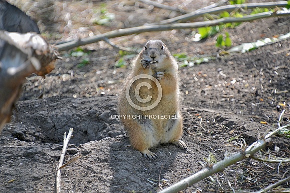 Roosevelt Elk Roosevelt Elk