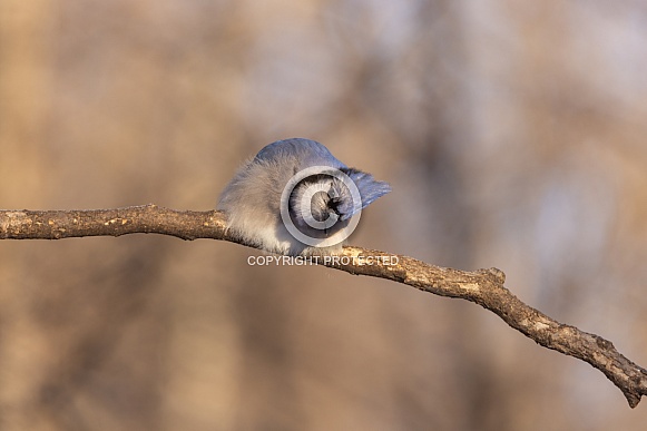 Curious Blue Jay