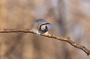 Curious Blue Jay