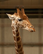 Young Kordofan Giraffe Close Up