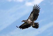 Juvenile bald eagle in a blue sky with wispy clouds