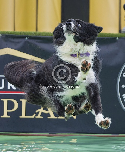 Border Collie or Australian Shepherd
