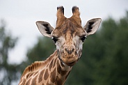 Giraffe