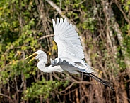 Great White Egret Flying