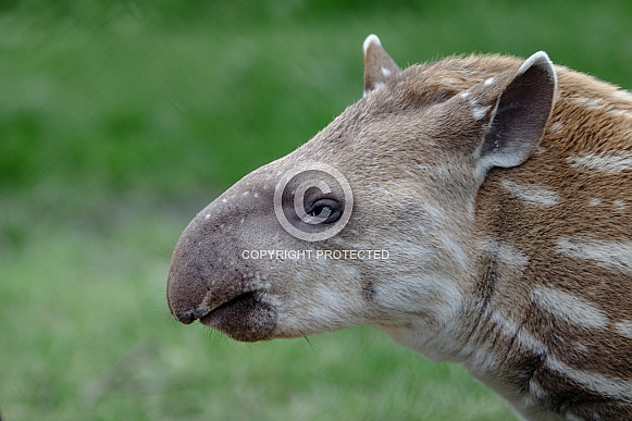 Tapir