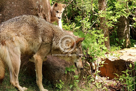 Wolf and Wolf Pups