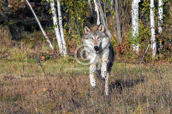 Grey Wolf (Male) Grey Wolf (Male)