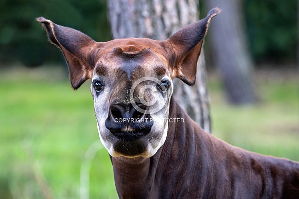 Okapi (Okapia johnstoni)