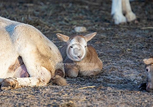 Baby sheep Lambs