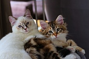 Ragdoll & Siberian Kitten